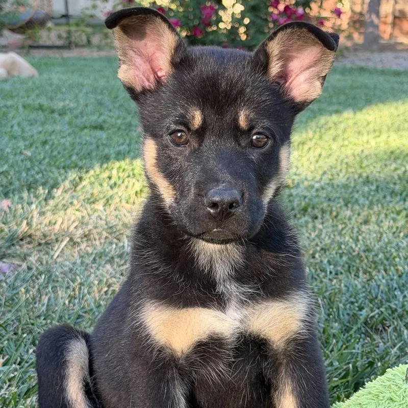 Jellyfish thumbnail 3