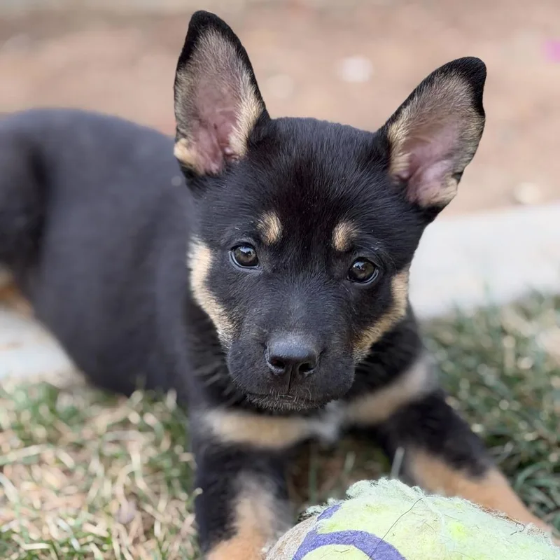 Jellyfish thumbnail 5