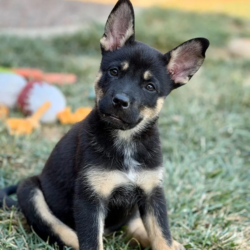 Jellyfish thumbnail 6