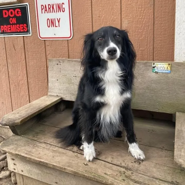 A young medium-sized male Australian Shepherd dog named Riley for adoption in Newport, WA