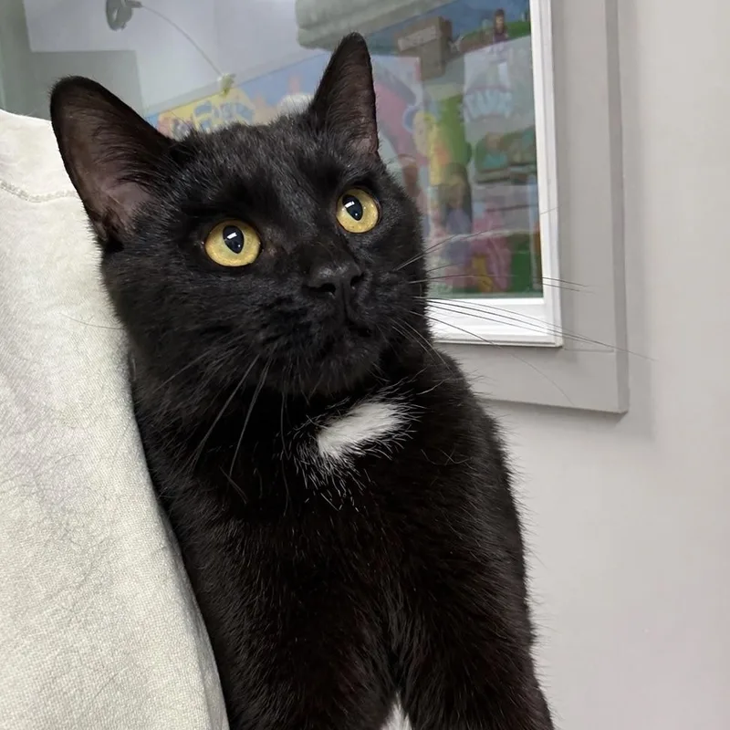 Figaro  @ Pet