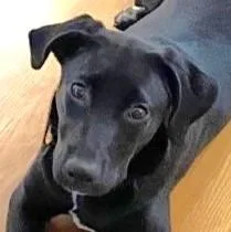 A baby medium-sized female Black Labrador Retriever dog named Rebbie for adoption in Atlanta, GA