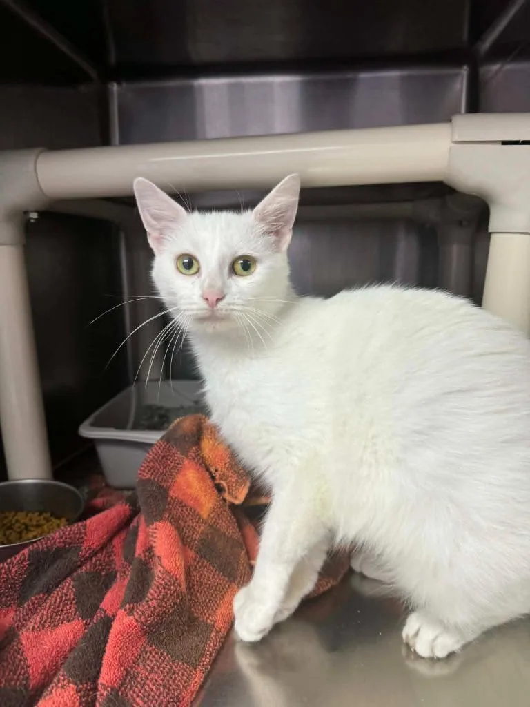 A young medium-sized female Domestic Short Hair cat named Callisto for adoption in Marion, OH
