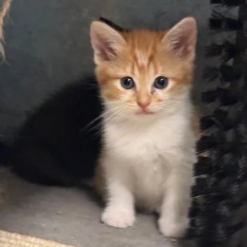 A baby small-sized female Orange / Red Domestic Short Hair cat named Tammy for adoption in Port Aransas, TX
