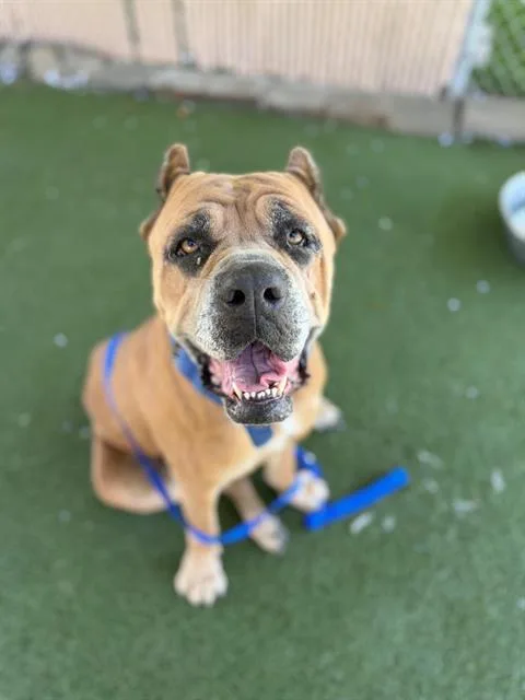 Nala