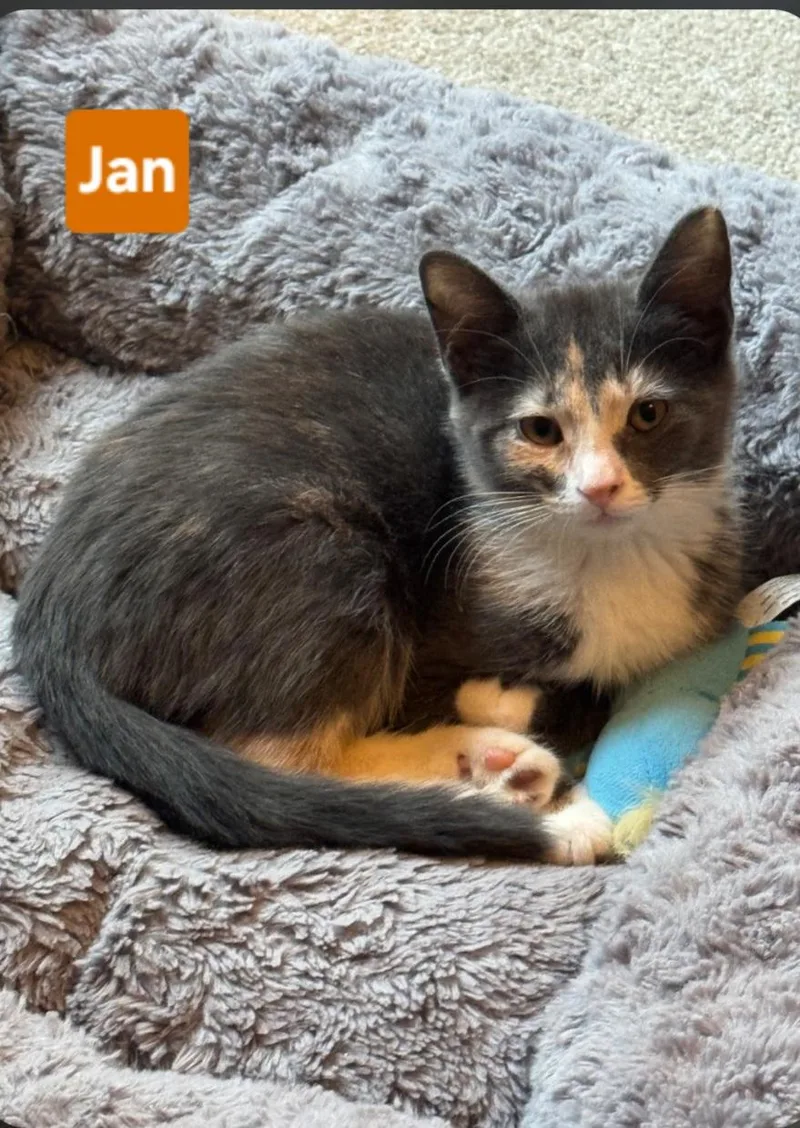 A baby small-sized female Dilute Tortoiseshell cat named Jan for adoption in Brighton, MI