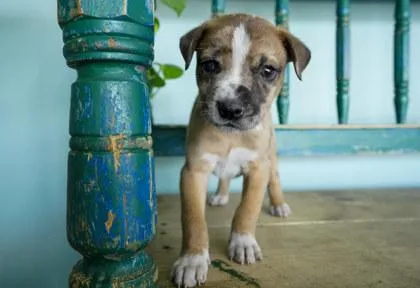A baby small-sized male Catahoula Leopard Dog dog named Peeta for adoption in San Antonio, TX