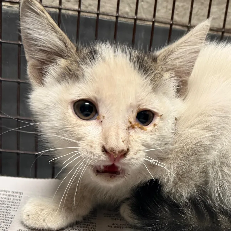 A baby small-sized female White Domestic Short Hair cat named Guido for adoption in Yuma, AZ