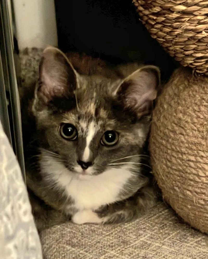 A baby small-sized female Domestic Short Hair cat named Chard for adoption in Bethel Park, PA