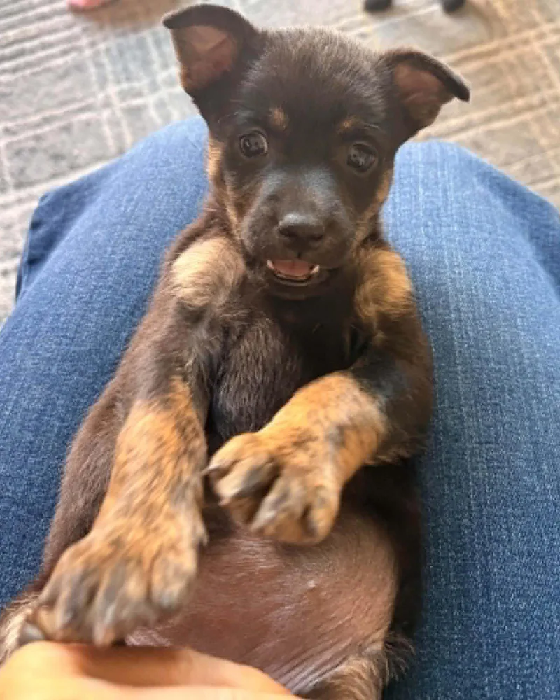 A baby small-sized female Chihuahua dog named Krystal for adoption in Corona, CA