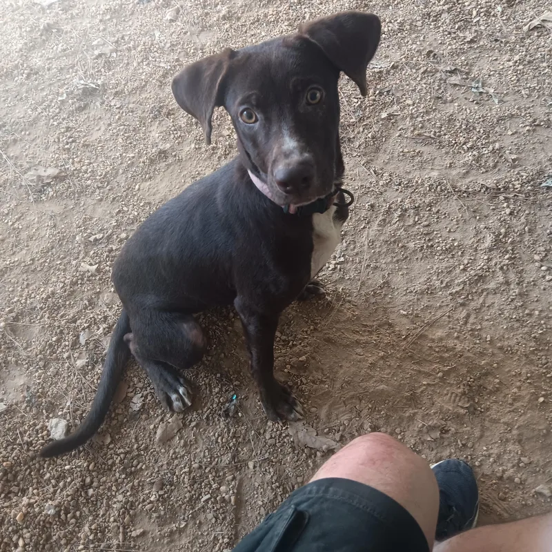 A young medium-sized female Chocolate Labrador Retriever dog named Kay for adoption in North Little Rock, AR