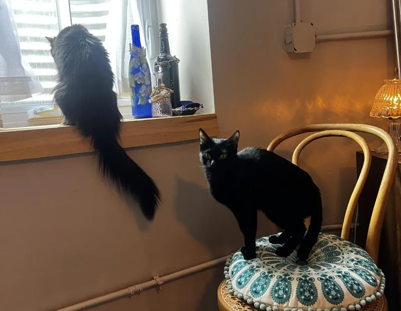 A young medium-sized female Domestic Short Hair cat named Kiki  Minnie for adoption in Minneapolis, MN