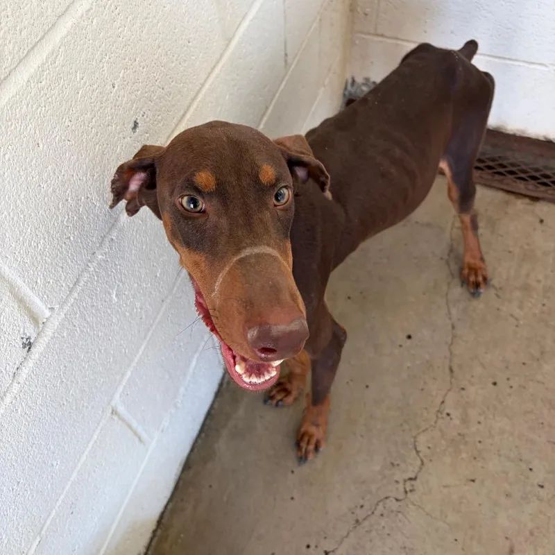 A young medium-sized male Red / Chestnut / Orange Doberman Pinscher dog named King Bob for adoption in Edinburg, TX