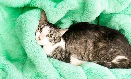 An adult medium-sized male Domestic Short Hair cat named Michael for adoption in Fort Lauderdale, FL