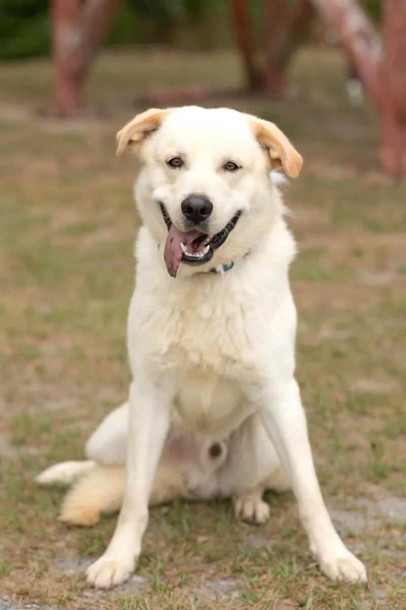 An adult large-sized male White / Cream Anatolian Shepherd dog named Titus for adoption in Lakeland, GA