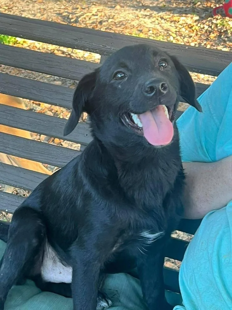 A young medium-sized male Tricolor (Brown, Black, & White) Labrador Retriever dog named Dodger for adoption in Windsor Locks, CT