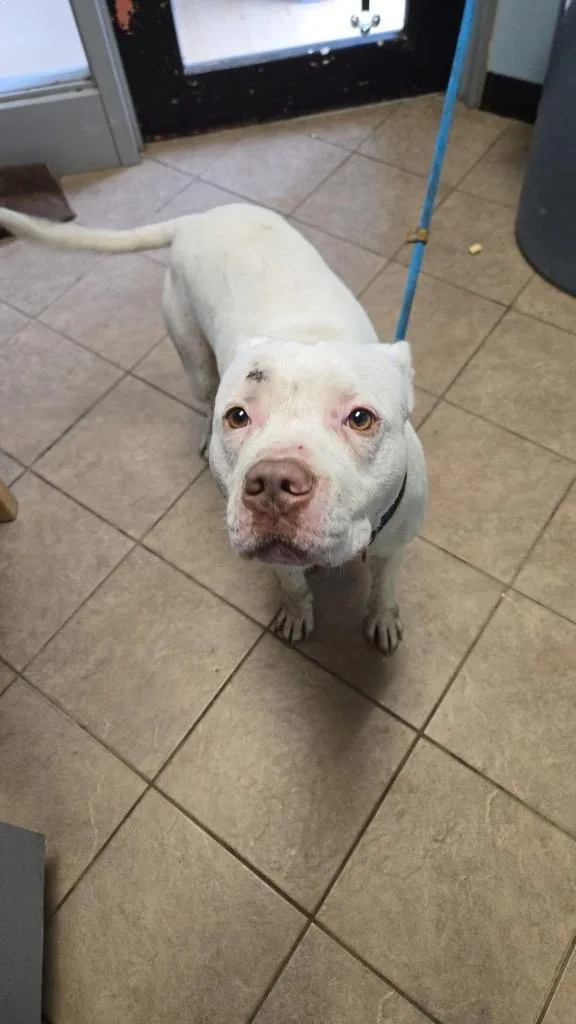 A senior medium-sized male Pit Bull Terrier dog named Kane for adoption in Marion, OH