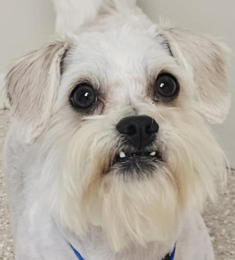 A young small-sized male White / Cream Schnauzer dog named Otis for adoption in Fenton, MI