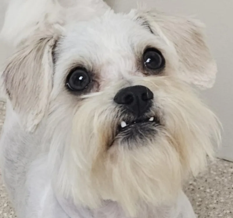 Otis thumbnail 2