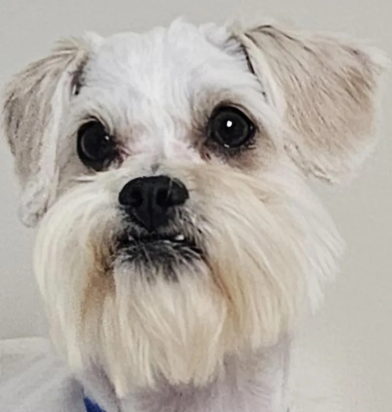 Otis thumbnail 3