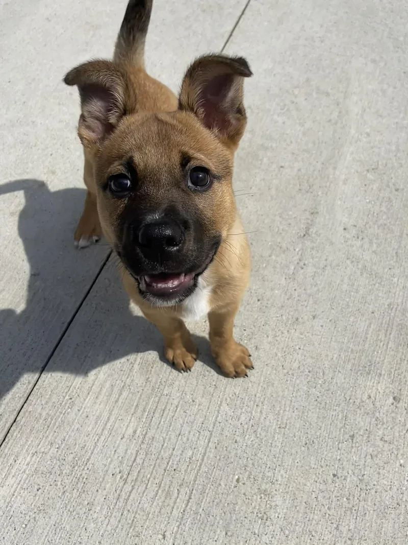 Fozzy! Dna Tested! thumbnail 2