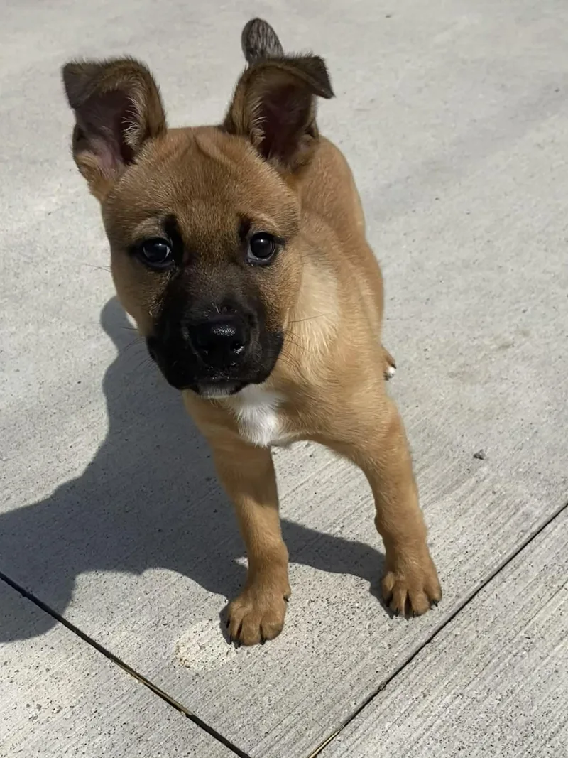 Fozzy! Dna Tested! thumbnail 3