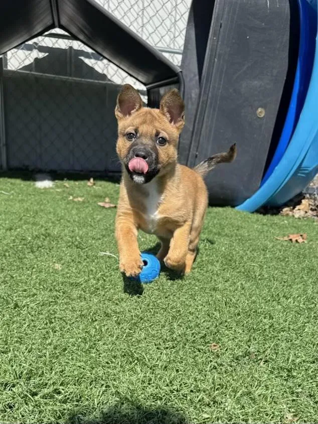 A baby medium-sized male Brown / Chocolate German Shepherd Dog dog named Fozzy! Dna Tested! for adoption in Port Huron, MI
