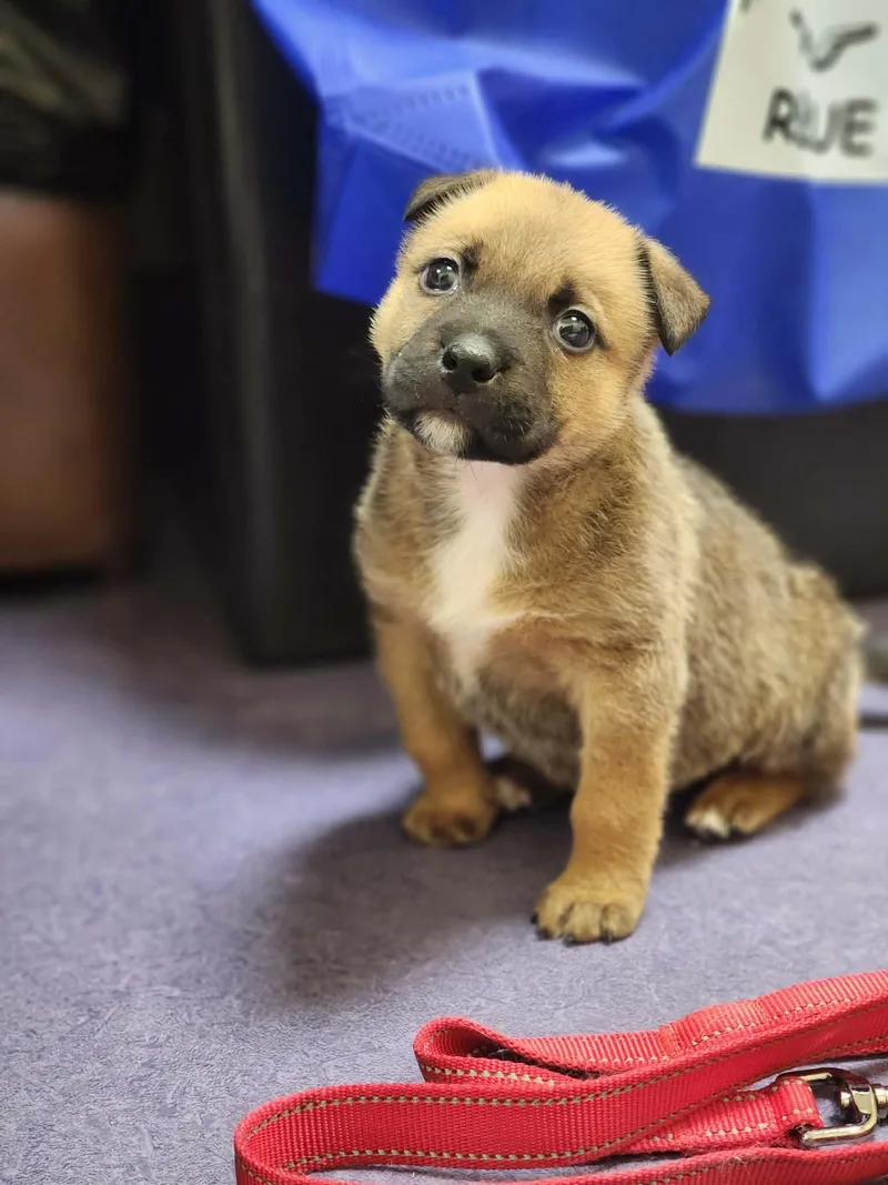 Fozzy! Dna Tested! thumbnail 4