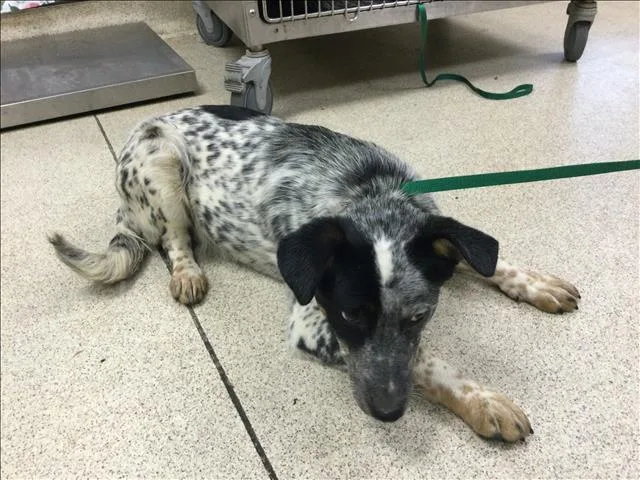 A young medium-sized female Australian Cattle Dog / Blue Heeler dog named Fanta for adoption in Riverside, CA