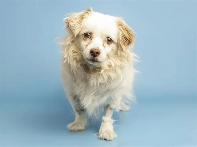 An adult small-sized female Cavalier King Charles Spaniel dog named Suzie Q for adoption in Phoenix, AZ