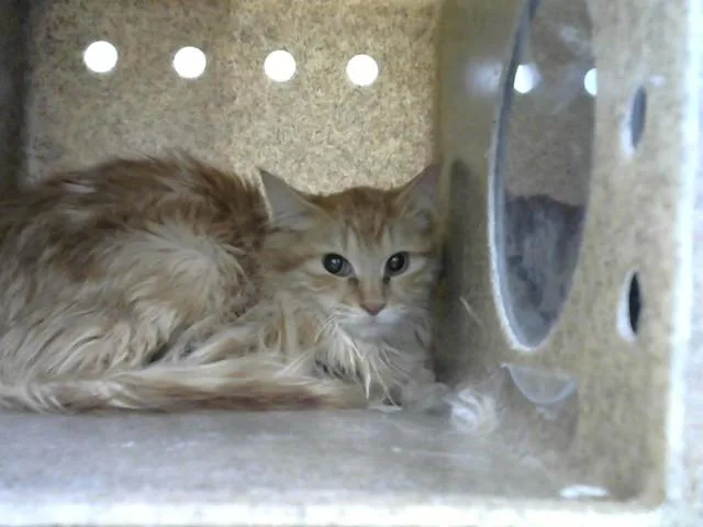 A young medium-sized female Domestic Short Hair cat named Greenland for adoption in Albuquerque, NM