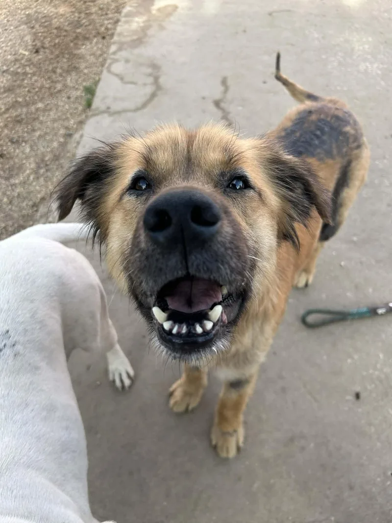 Pony Girl thumbnail 4