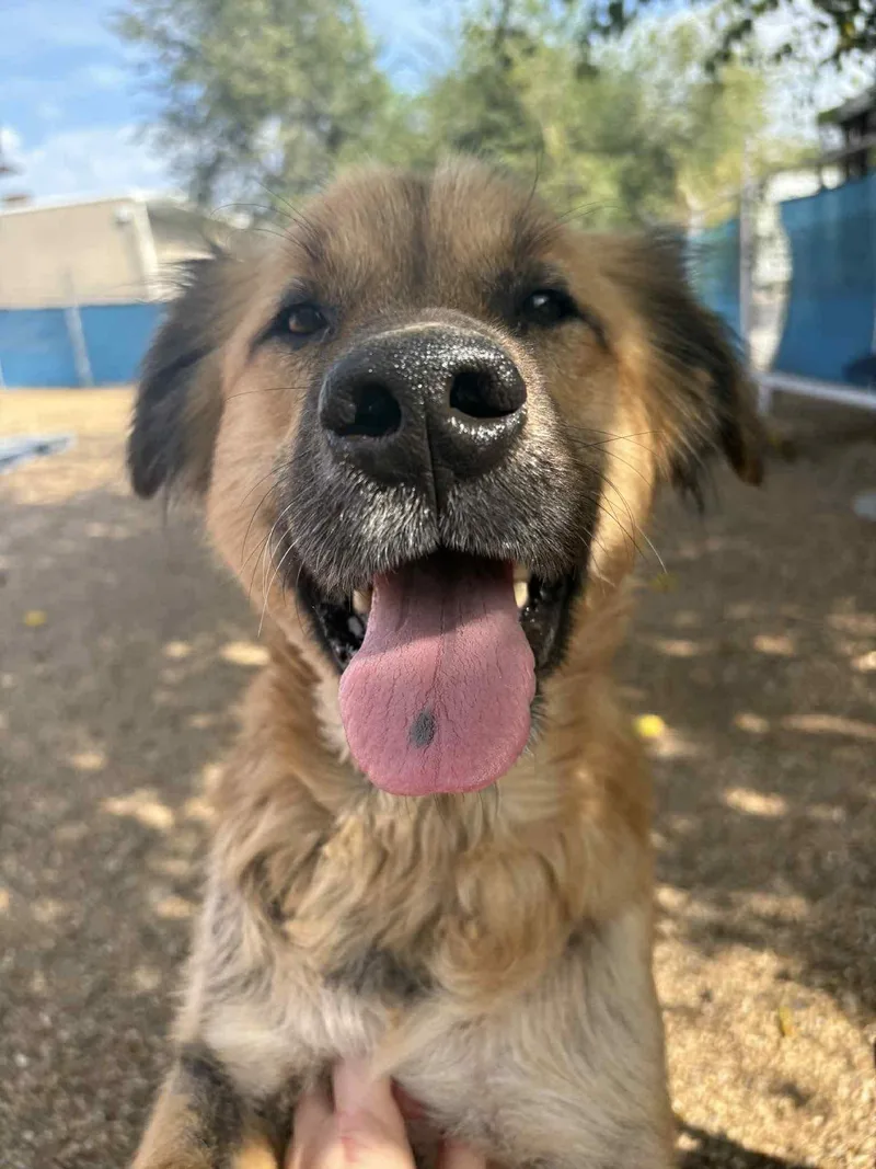 Pony Girl thumbnail 6