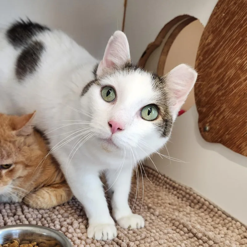 An adult medium-sized male White Domestic Short Hair cat named Lionel Messi for adoption in Delaware, OH