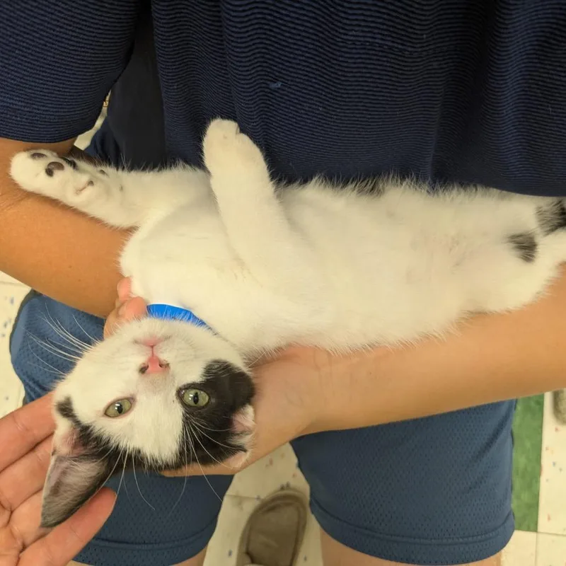 A baby small-sized male White Domestic Short Hair cat named Baklava for adoption in Hamburg, NY