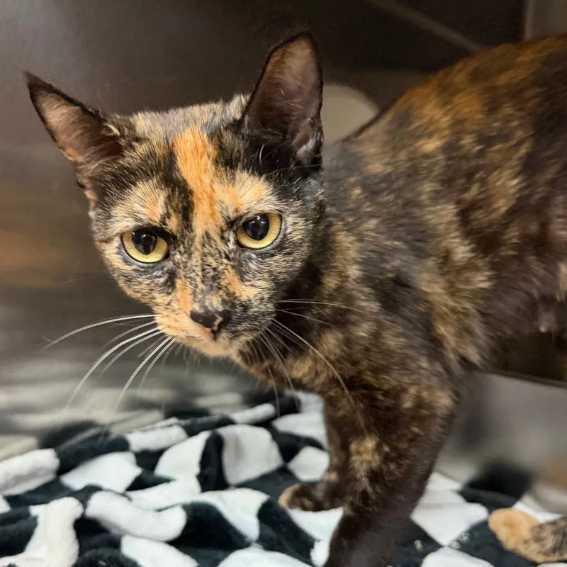 An adult small-sized female Domestic Short Hair cat named Maxine for adoption in Madison, WI
