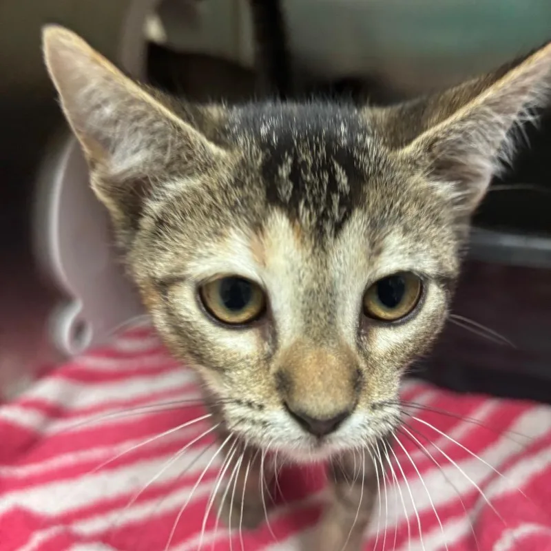 A baby small-sized female Brown / Chocolate Domestic Short Hair cat named Kay for adoption in Lakeland, FL
