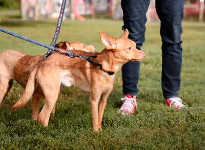 Benny Fka Blondie thumbnail 2