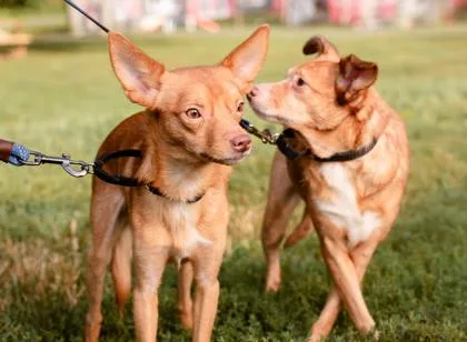 Benny Fka Blondie thumbnail 3