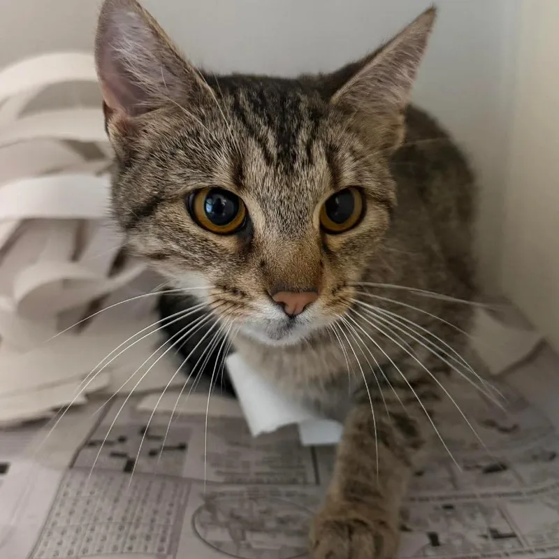 A young small-sized female Brown / Chocolate Domestic Short Hair cat named Georgia for adoption in Washington, DC
