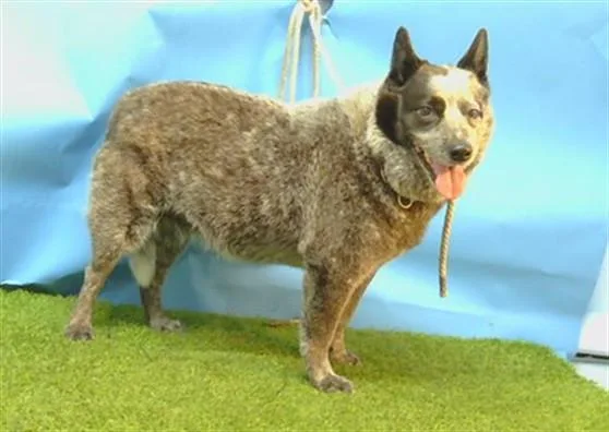 A senior medium-sized female Australian Cattle Dog / Blue Heeler dog named Joy for adoption in Gardena, CA