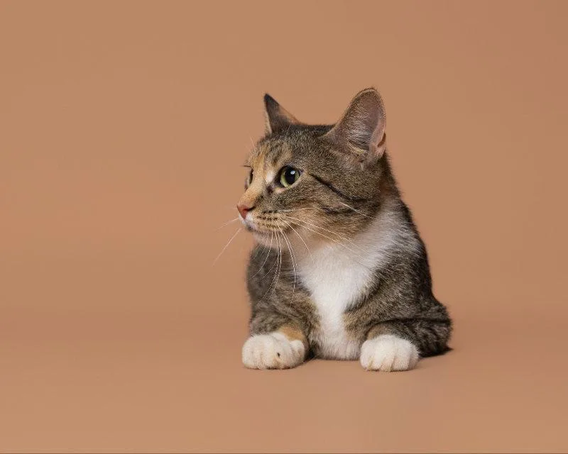 An adult small-sized female Domestic Short Hair cat named Vermont for adoption in House Springs, MO