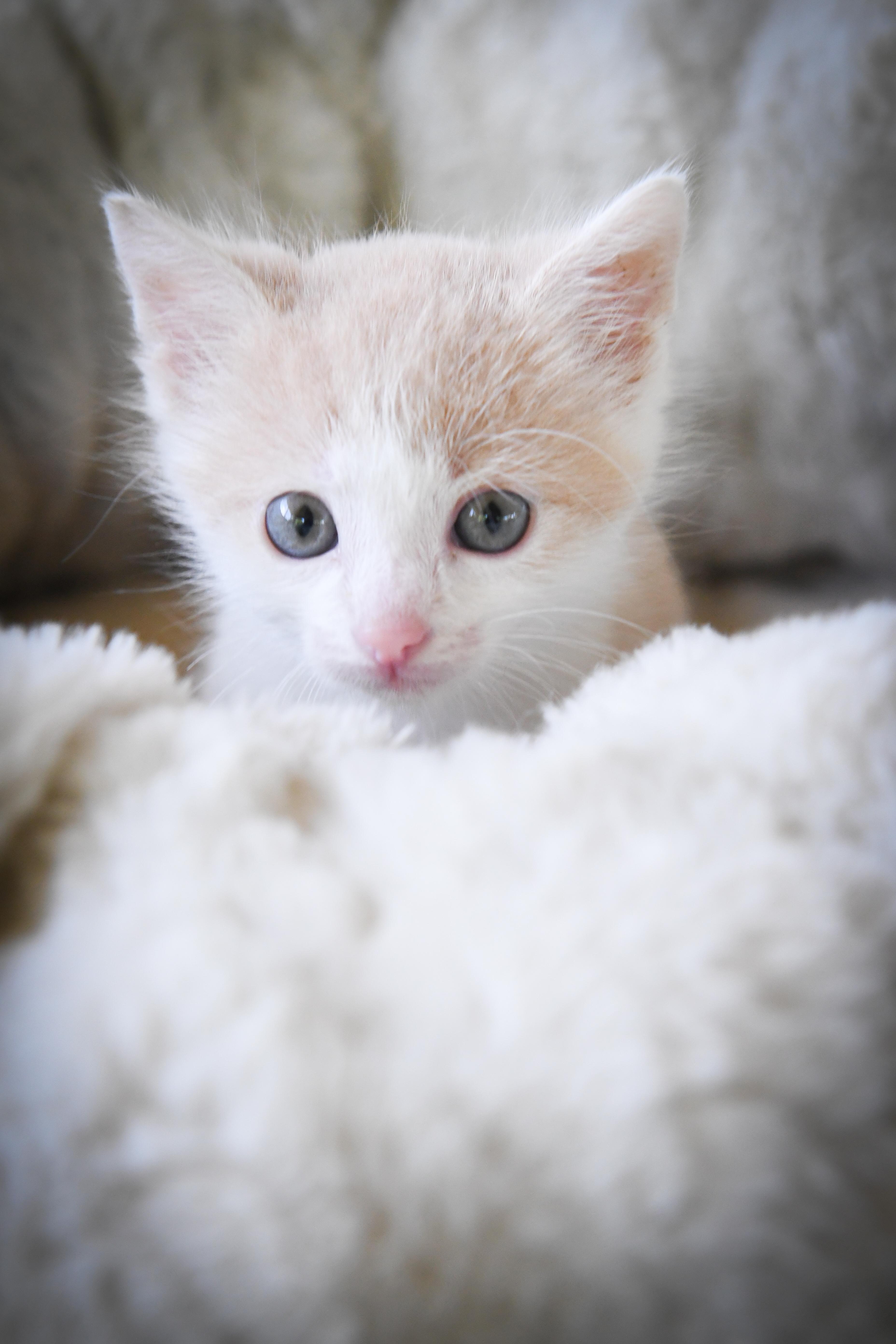 A baby medium-sized male Domestic Short Hair cat named Scaper for adoption in Port Washington, WI