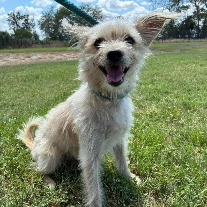 An adult small-sized male Wirehaired Terrier dog named Winston SSP for adoption in Austin, TX