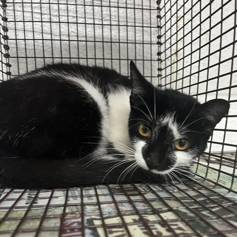 A young medium-sized female Black Domestic Short Hair cat named Juliana for adoption in Edinburg, TX