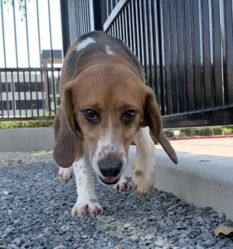 An adult small-sized male Tricolor (Brown, Black, & White) Beagle dog named Hunter for adoption in Grayslake, IL