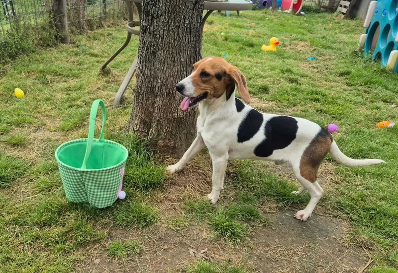 A baby small-sized male Tricolor (Brown, Black, & White) Beagle dog named Little Joe for adoption in Dover, AR