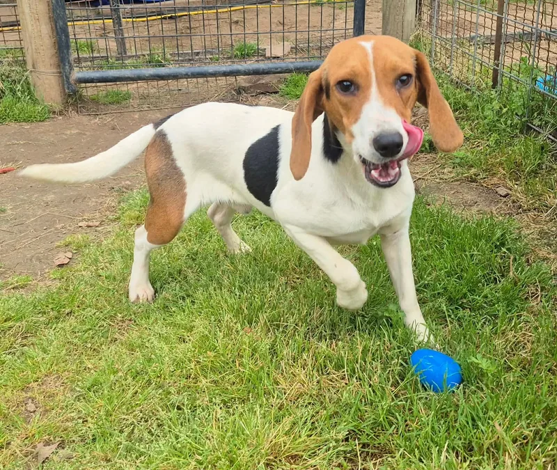 Little Joe thumbnail 2