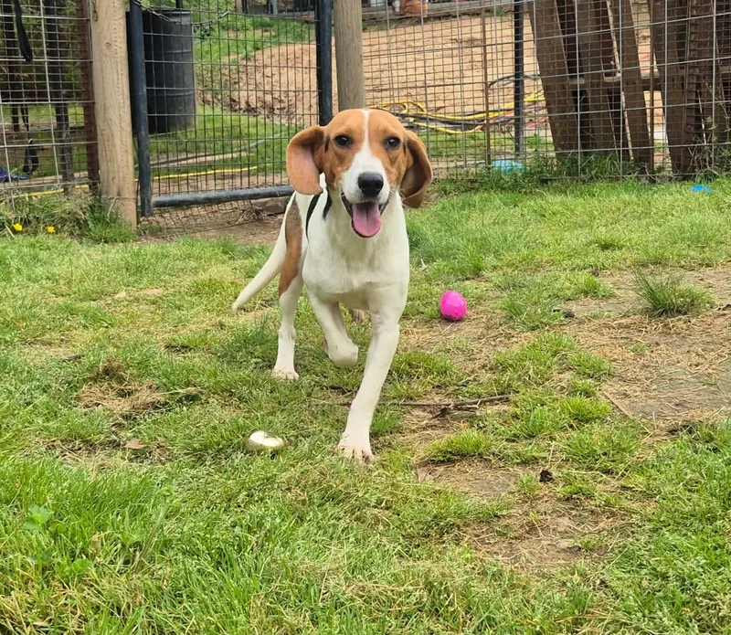 Little Joe thumbnail 3