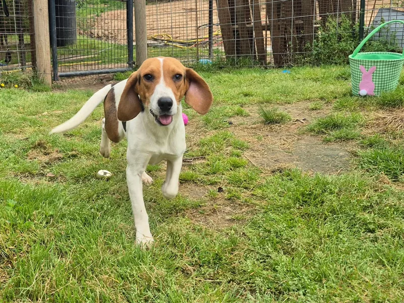 Little Joe thumbnail 4